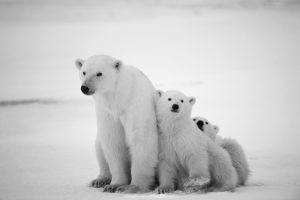 Decoding the word habitat - Exploring Fascinating Animal homes for Kids