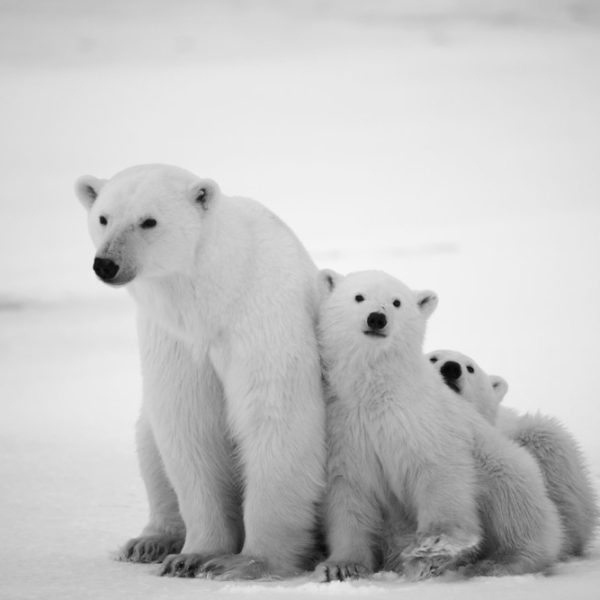 Animal Habitats: Introduction, Types & Examples
