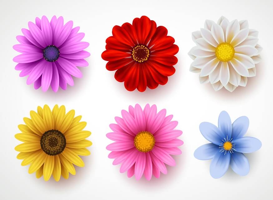 Exploring Flower Types for Kids: Colors, Names, and Learning