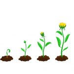 plant-life-cycle