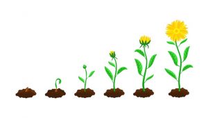 plant-life-cycle