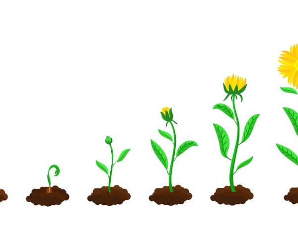 plant-life-cycle