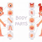 facts-about-human-body