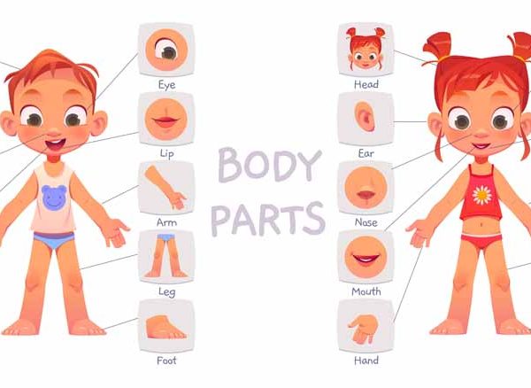 facts-about-human-body
