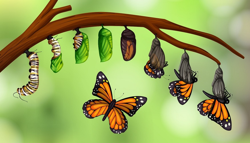 Butterfly Life Cycle Activities: Explore Metamorphosis Up Close