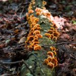 about-fungi-for-kids