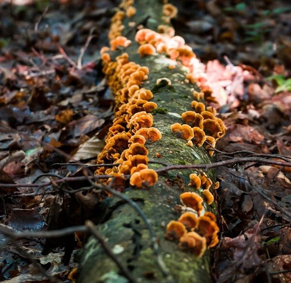 About Fungi for Kids: Definition, Facts & Characteristics
