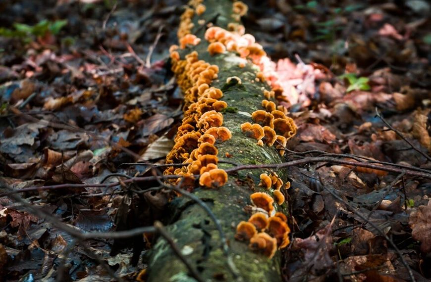 about-fungi-for-kids