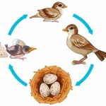 bird-life-cycle