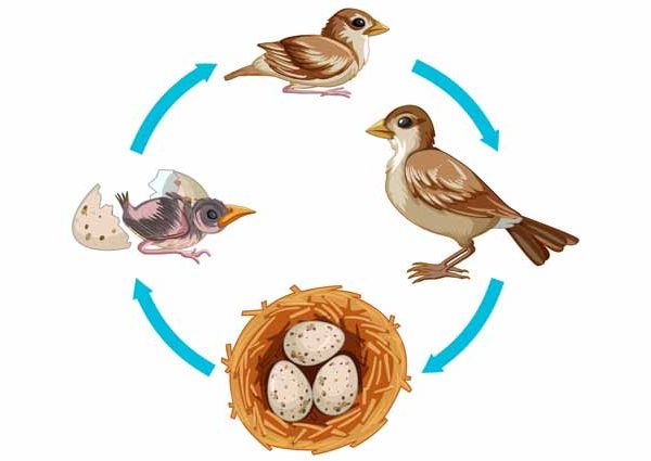 Avian Adventures! From Egg To Flight – Understanding The Bird Life Cycle