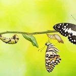 butterfly-life-cycle