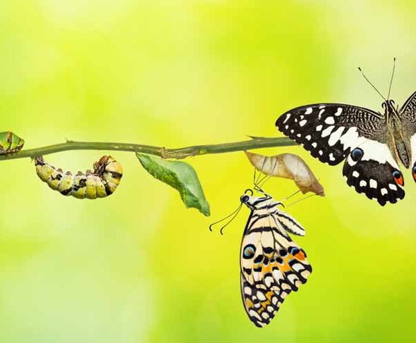 butterfly-life-cycle