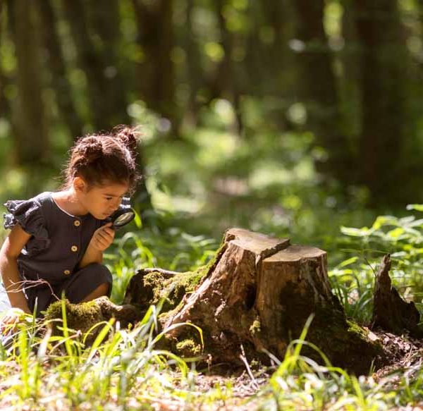 Deforestation: Definition, Causes and Effects