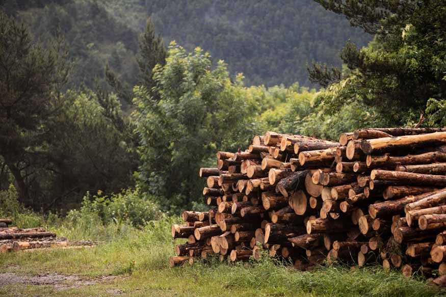 deforestation