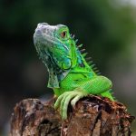 fascinating-reptile-facts