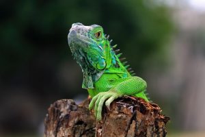 fascinating-reptile-facts