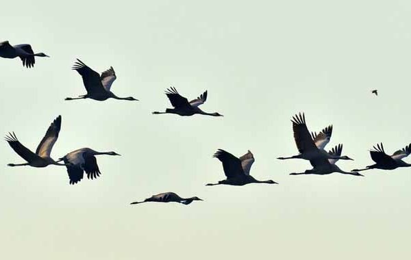 Birds Habitats: Their Features & Types