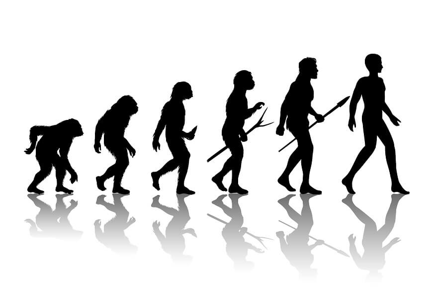 history-of-human-evolution