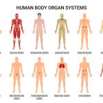 human-body-systems