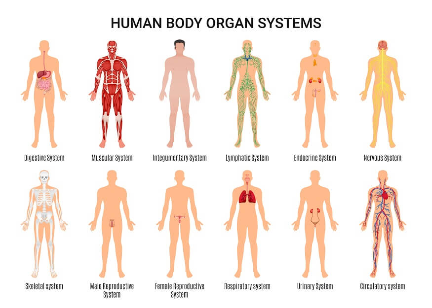 muscular system for kids with labels