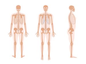 human-skeleton-and-bones