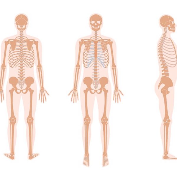 Skeletal System: The Human Skeleton and Bones