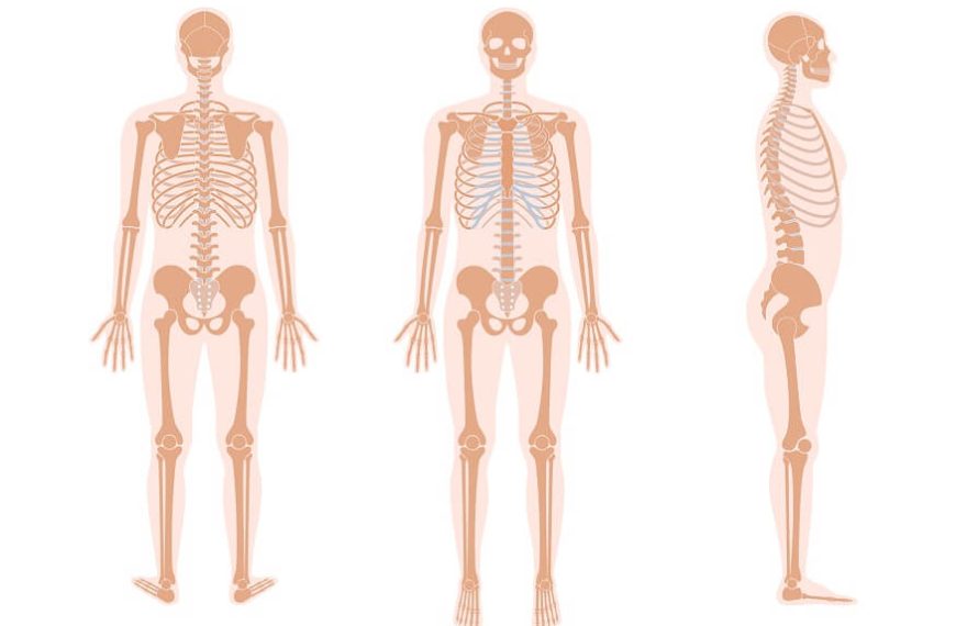 human-skeleton-and-bones