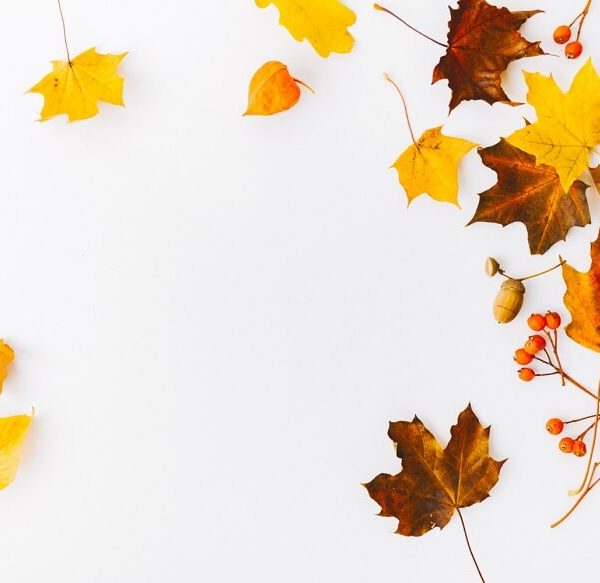 Leaf Characteristics- Morphological Features, Varieties, and Adaptations