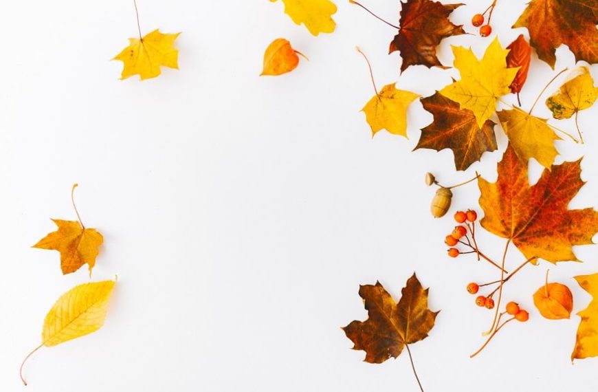 leaf-characteristics