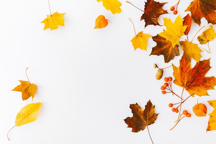 leaf-characteristics