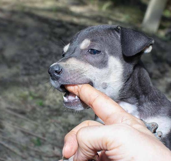 pet-bites