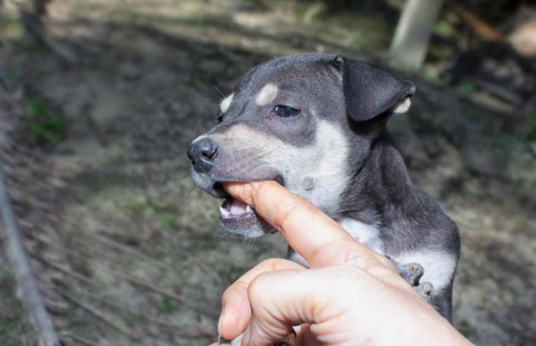 pet-bites
