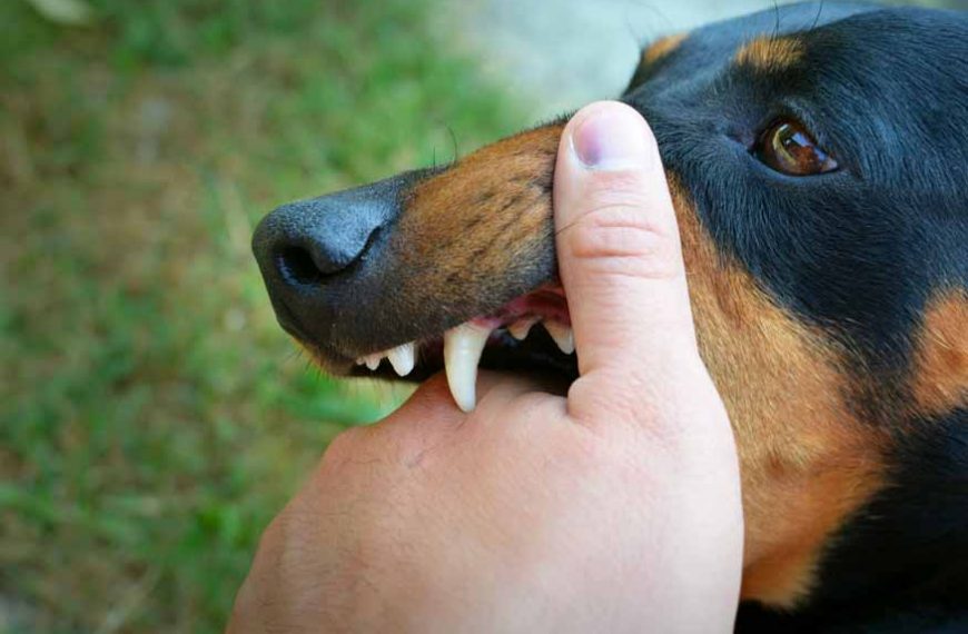 pet-dog-bites