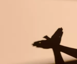 shadow-play-and-light-exploration