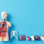 discover-78-organs-in-human-body
