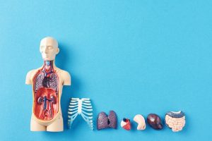 discover-78-organs-in-human-body