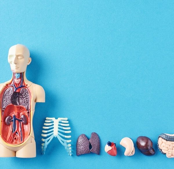 discover-78-organs-in-human-body