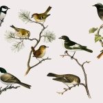 flying-animals-for-kids