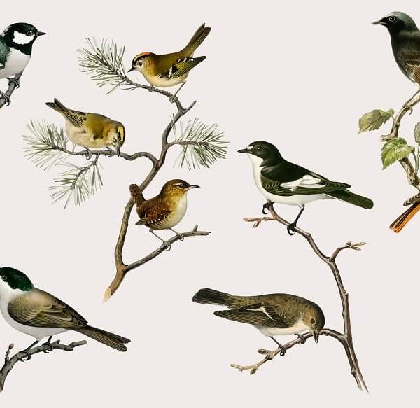 Names Of Flying Animals For Kids