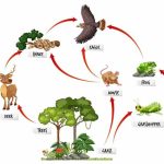 Food Chain Facts for Kids: Definition & Example