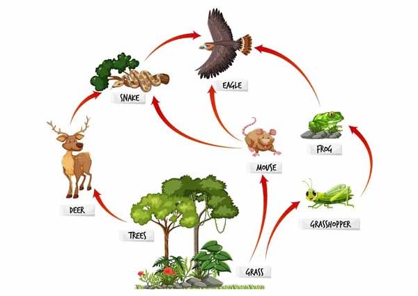 Food Chain Facts for Kids: Definition & Examples