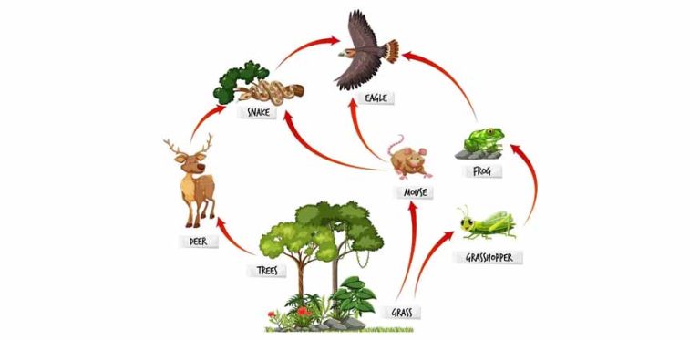Food Chain Facts for Kids: Definition&hellip;
