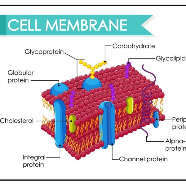 understanding-cells-types-structure-roles