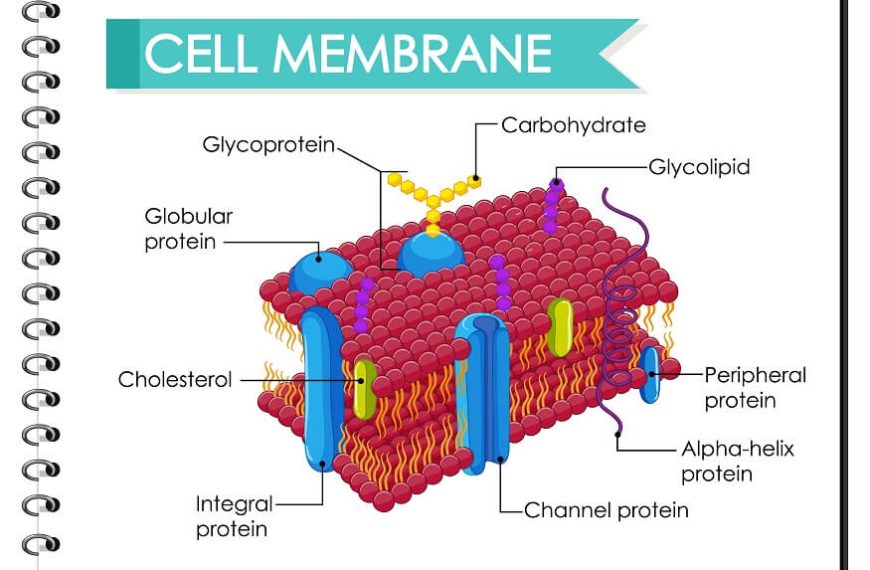 understanding-cells-types-structure-roles