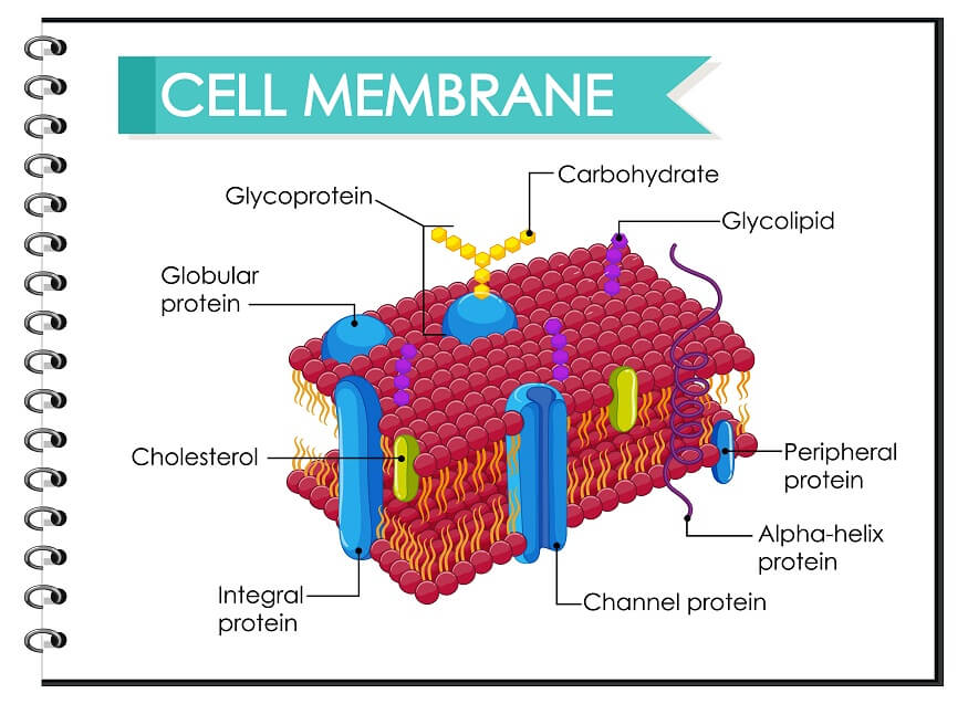 understanding-cells-types-structure-roles