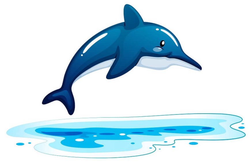 fascinating-dolphin-facts