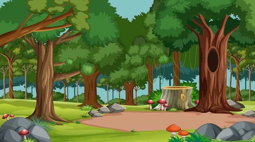 forests-for-kids-definnition-facts