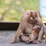 how-do-animals-adapt