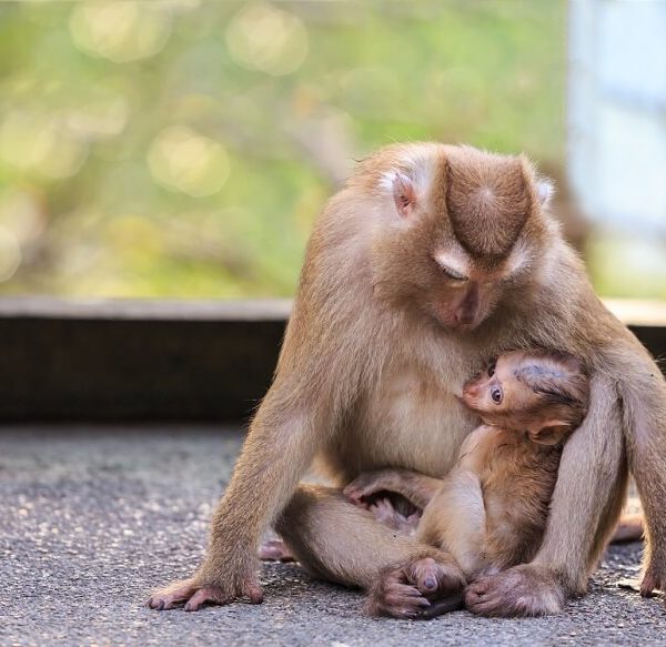 how-do-animals-adapt