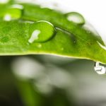 how-water-travels-through-leaves